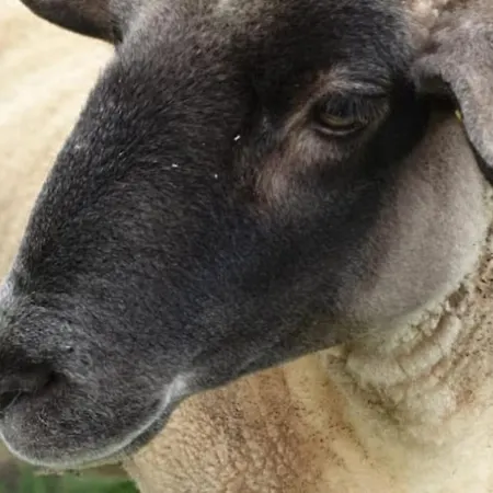 Oma Lina Haus - 4 Sz 2 Baeder Grosser Garten Und Infrarot-sauna * Greifenstein