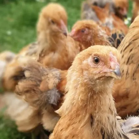 Apartamento Oma Lina Haus - 4 Sz 2 Baeder Grosser Garten Und Infrarot-sauna *