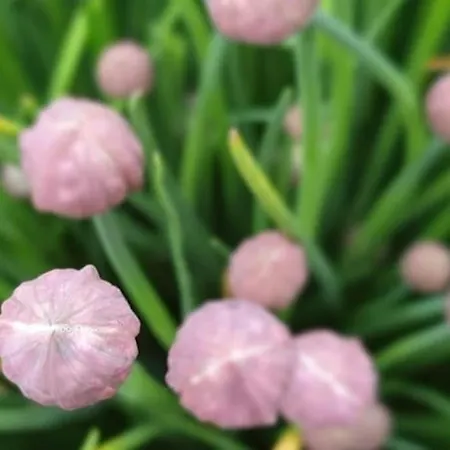 Oma Lina Haus - 4 Sz 2 Baeder Grosser Garten Und Infrarot-sauna Apartamento