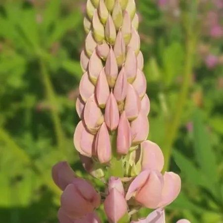 Oma Lina Haus - 4 Sz 2 Baeder Grosser Garten Und Infrarot-sauna Appartement