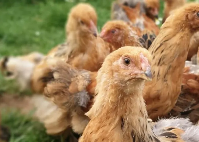 Apartment Oma Lina Haus - 4 Sz 2 Baeder Grosser Garten Und Infrarot-sauna *