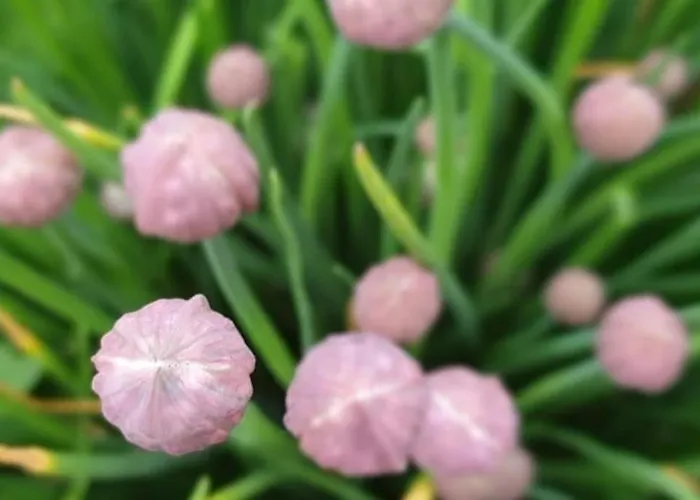 Oma Lina Haus - 4 Sz 2 Baeder Grosser Garten Und Infrarot-sauna Apartment