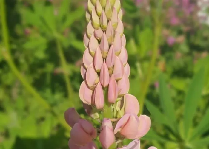 Apartment Oma Lina Haus - 4 Sz 2 Baeder Grosser Garten Und Infrarot-sauna