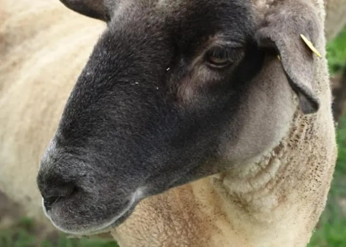 Oma Lina Haus - 4 Sz 2 Baeder Grosser Garten Und Infrarot-sauna Apartment